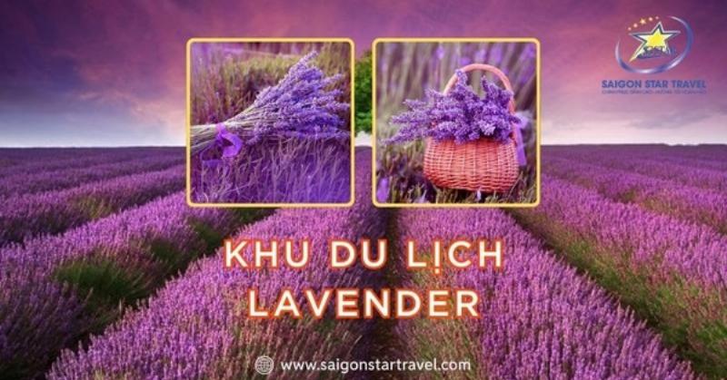 Toàn cảnh vườn hoa oải hương Đà Lạt màu tím ngắt dưới ánh nắng nhẹ nhàng